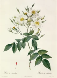 Rosa moschata or Musk Rose